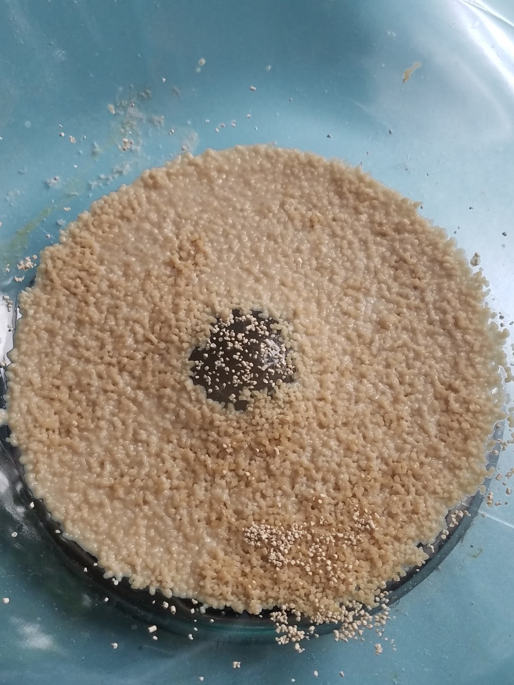 Blog Yeast 2